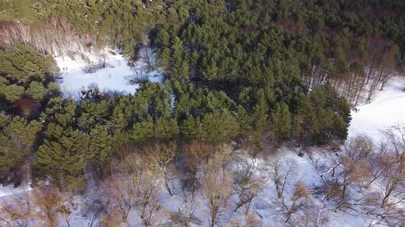 Conifer forest with beautiful white ground in aerial high angle drone