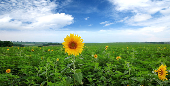 Flowering Sunflowers