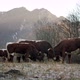 A Herd of Cattle Standing on Top of a Dry Grass Field Eating - VideoHive Item for Sale