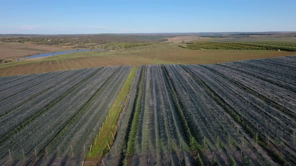 Aerial view of the Apple plantation. The cultivation of apples