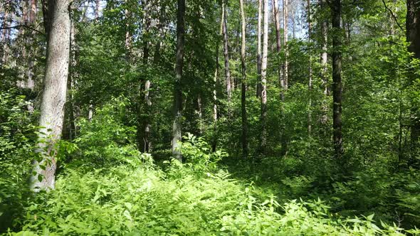 Beautiful Green Forest on a Summer Day Slow Motion