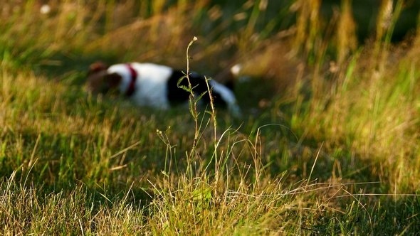 Dog Game at Sunset