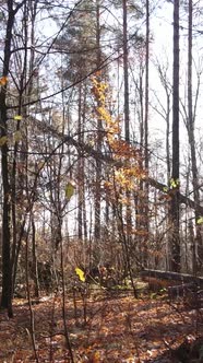 Vertical Video of an Autumn Forest During the Day