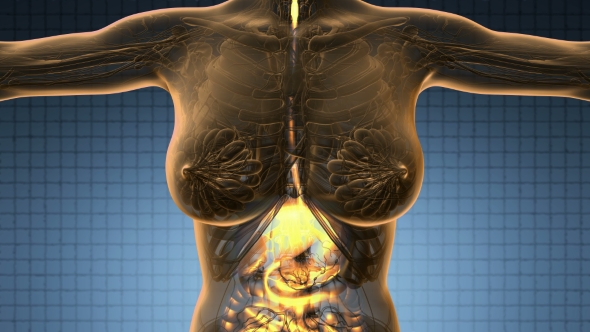 Human Body with Visible Digestive System alt