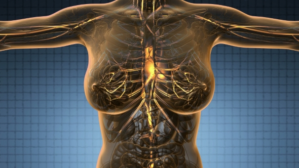 Human Body with Glow Blood Vessels alt
