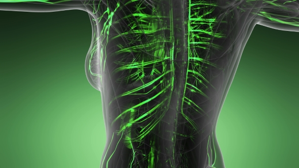 Human Body with Glow Blood Vessels alt