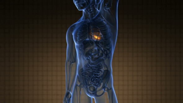 Anatomy Scan of Human Heart alt