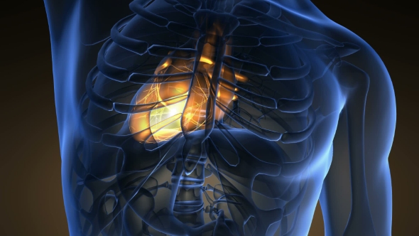 Anatomy Scan of Human Heart