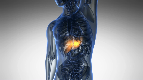 Anatomy Scan of Human Liver