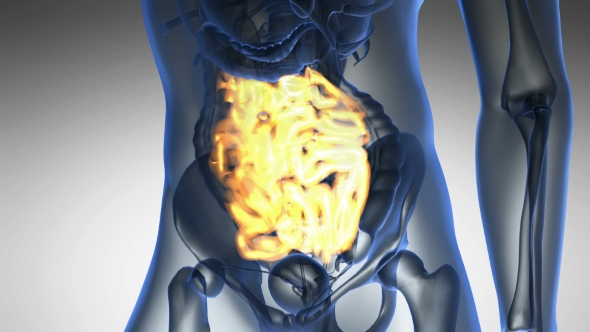Anatomy Scan of Human Small Intestine alt