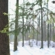 Snowy Forest, Christmas Tree - VideoHive Item for Sale