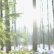 Winter Sun Shining Through Trees, Dolly - VideoHive Item for Sale