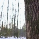 Sun Peeking Through the Trees Into a Snow Covered Woodland - VideoHive Item for Sale