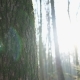 Lens Flare From Sun Shining Through Trees, Snow Covered Ground, Winter - VideoHive Item for Sale