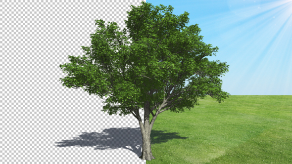 Tree American Elm alt
