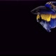 Blue and yellow color Siamese fighting fish - VideoHive Item for Sale
