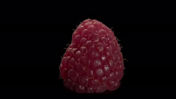 Close-up of ripe raspberries on a black background. Macro of juicy berry.