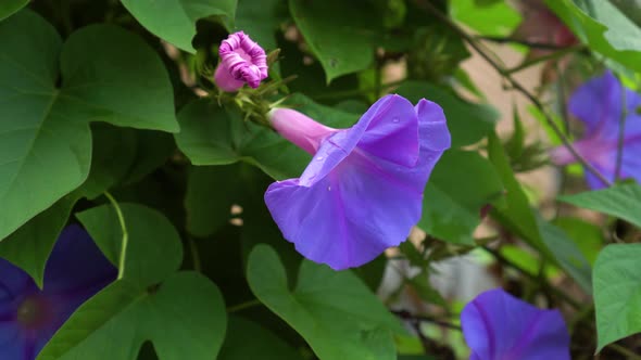 Ipomoea purpurea, flower Morning Glory close up with green leaves.