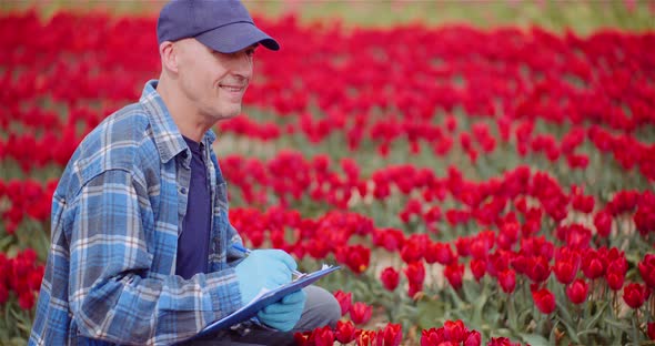 Farmer Examining Red Tulips at Flower Plantation Field. Tulips Plantation.