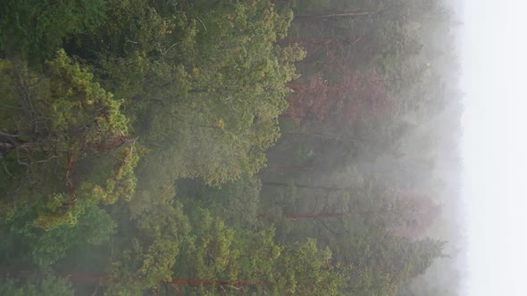 Vertical Video Fog in the Forest Aerial View