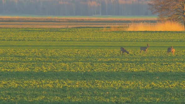 Group of European roe deer (Capreolus capreolus) walking and eating on a rapeseed field in the eveni