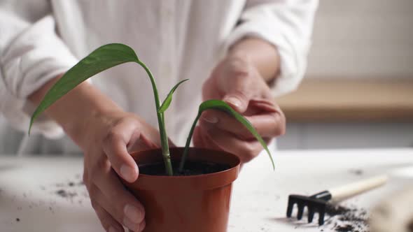 Hands Of A Young Woman Gently Rub And Dust Off The Leaves Of Houseplant. Lover Of Flowerpots At Home