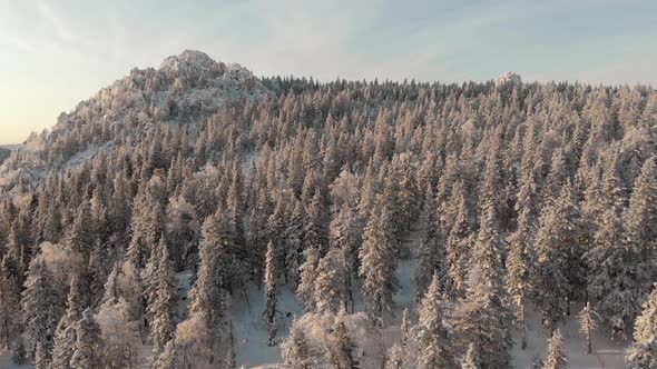 Aerial View of a Frozen Forest with Snow Covered Trees at Winter