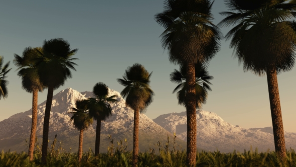 Palms in Desert at Sunset