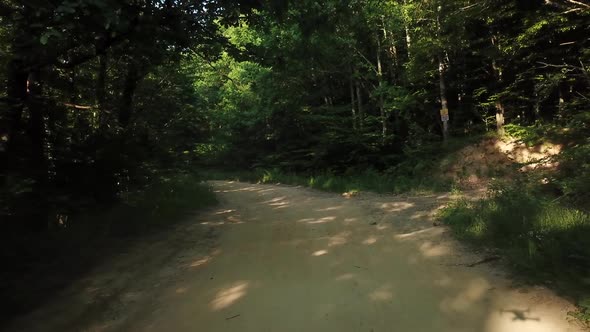 Aerial Flying Between Trees in Forest on Sunny Day