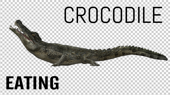 Crocodile - Alligator Eating