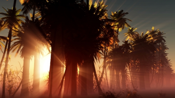 Palms in Desert at Sunset