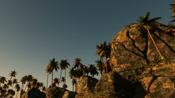 Palms in Desert at Sunset