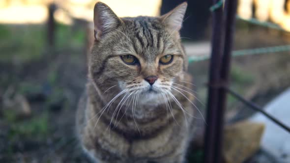 British Breed Cat Meows