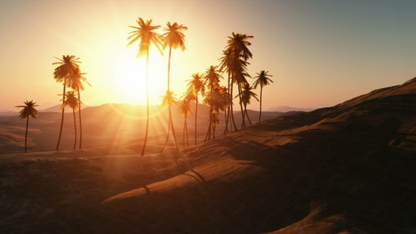 Palms in Desert at Sunset