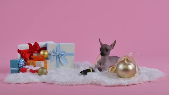 Xoloitzcuintle on a Fur Blanket Next To Christmas Balls and Gifts on a Pink Background