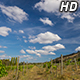 Clouds over Vineyard - VideoHive Item for Sale