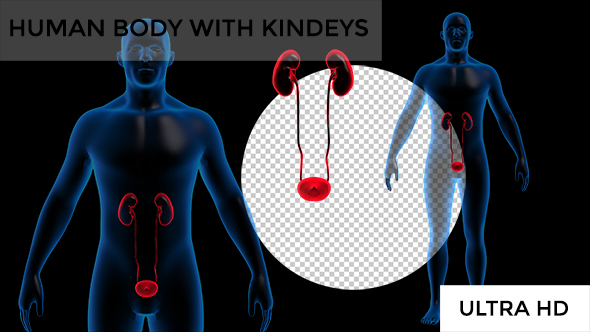 Transparent Human Body with Kidneys Rotation alt