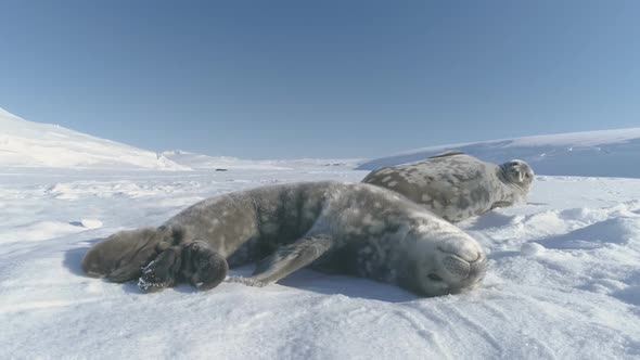 Antarctica Weddell Seal Polar Wildlife Animal