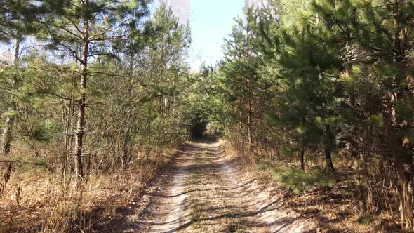 Forest with Trees in the Fall