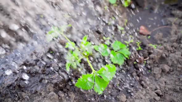 Watering a Fresh Strawberry Sprout in Slow Motion