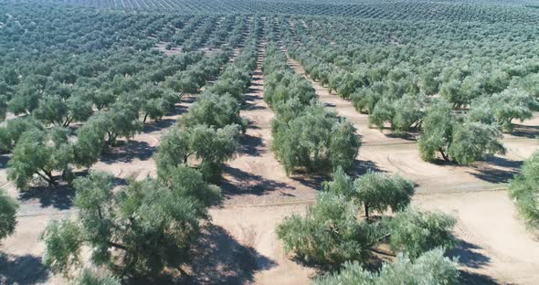 Olive trees orchard on sunny day