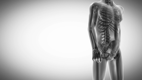 Human Bones Radiographic Scan