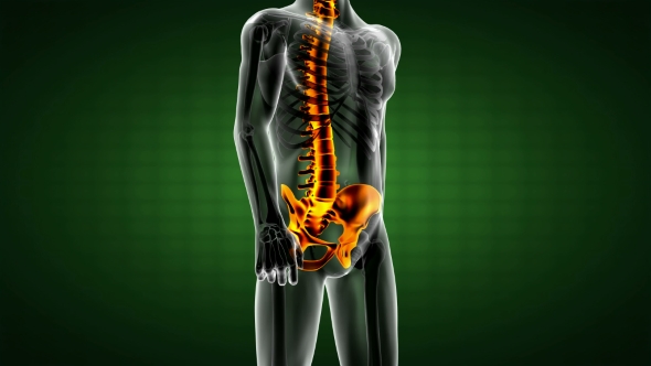 Human Bones Radiographic Scan