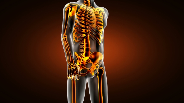 Human Bones Radiographic Scan