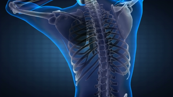 Human Bones Radiographic Scan alt