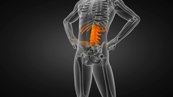 Human Bones Radiographic Scan alt