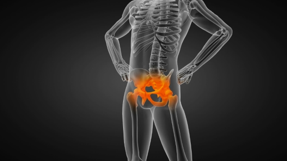 Human Bones Radiographic Scan alt