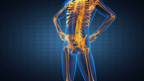 Human Bones Radiographic Scan alt