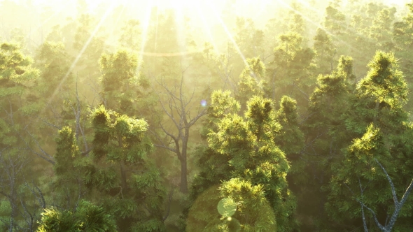 Green Forest at Sunset