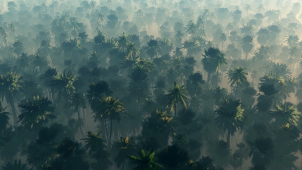 Morning Fog in Dense Tropical Eainforest